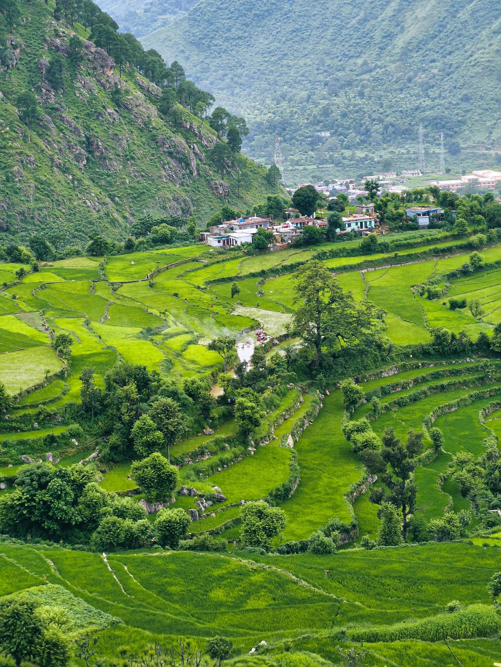 Auli