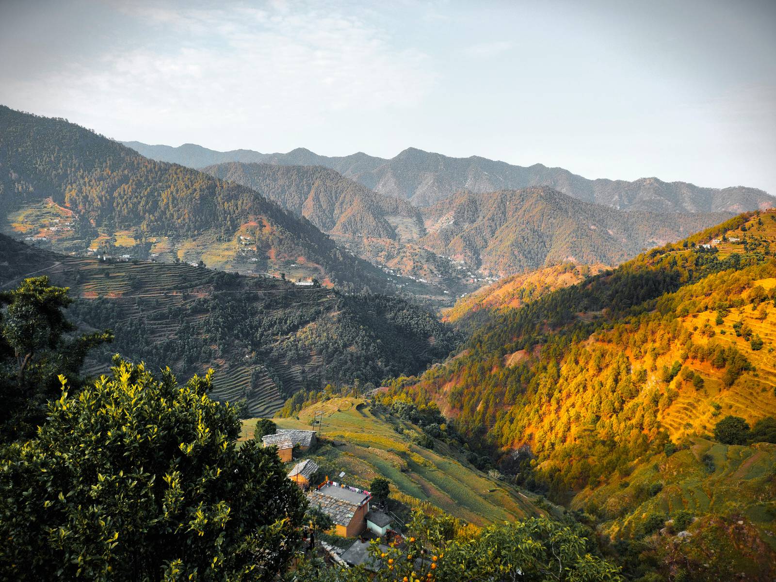 Auli